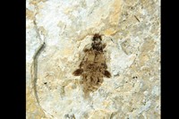 Coléoptère Staphylins sp